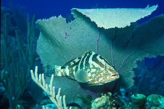 Nassau Grouper