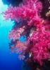 Red Sea Wall