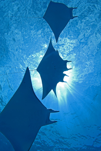 Mobula Rays