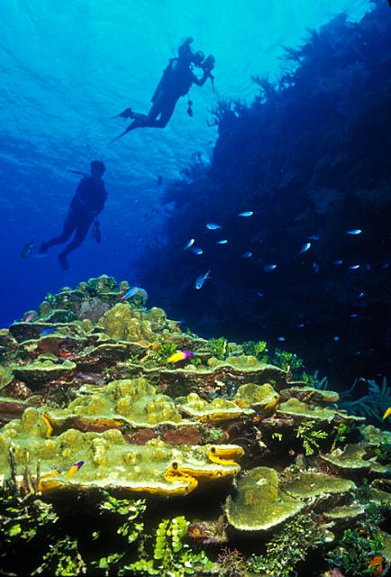Cayman Reef