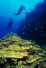Cayman Reef
