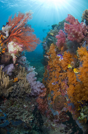 Reef scene in Indonesia by Jeff Yonover