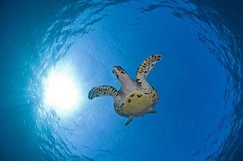 Hawksbill sea turtle by Jeff Yonover