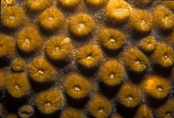 Coral Polyps