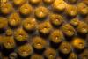 Coral Polyps