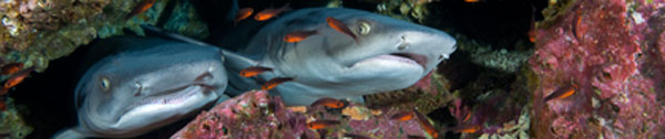 Whitetip reef sharks by Jeff Yonover