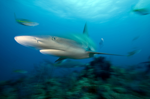 Caribbean Reef Shark