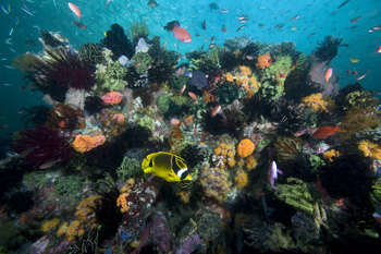 Reef scene in Indonesia