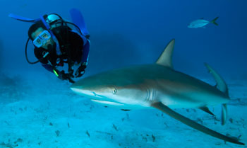 Caribbean Reef Shark by Jeff Yonover