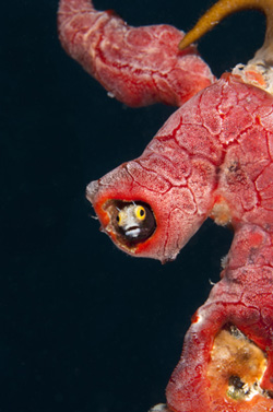 Secretary blenny by Jeff Yonover
