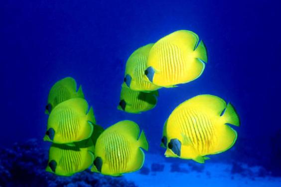 School of masked butterfly fishes