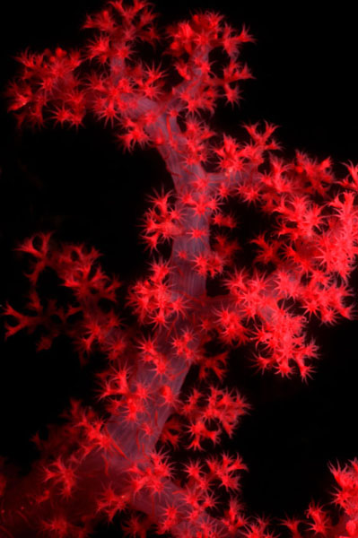 Red soft coral - macro Red soft coral - macro