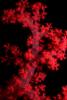 Red soft coral - macro Red soft coral - macro