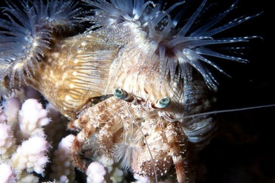 Hermit crab with anemonies on the shell