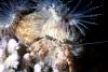 Hermit crab with anemonies on the shell