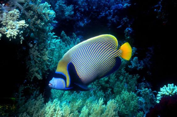 Emperor Angelfish