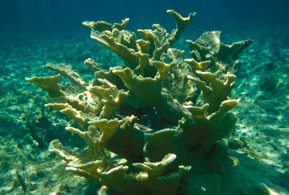 Elkhorn Coral