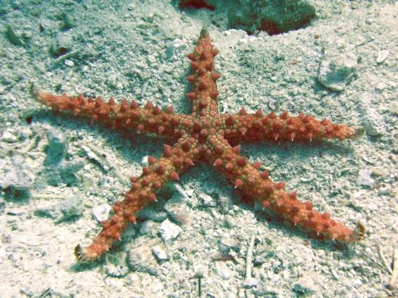 Egyptian Sea Star