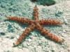 Egyptian Sea Star