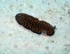 Yellowdotted flatworm