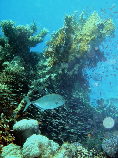 Yellowspotted trevally