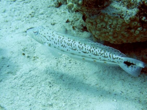 Speckled sandperch