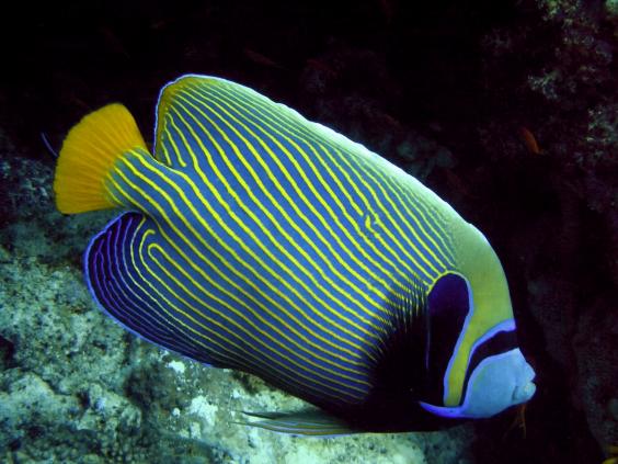 Emperor angelfish