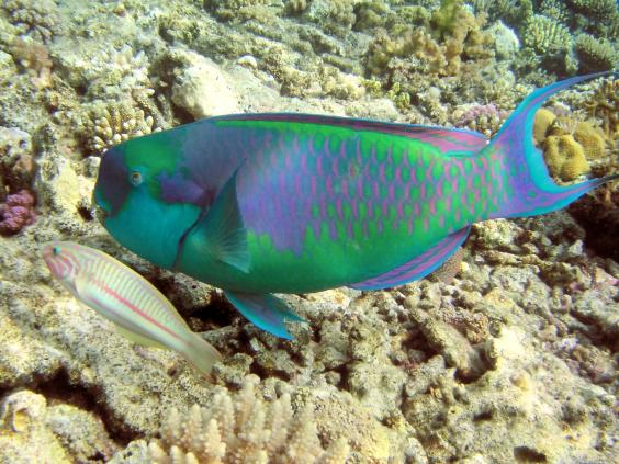 Klunzingre's wrasse & Sheephead parrotfish