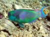 Klunzingre's wrasse & Sheephead parrotfish