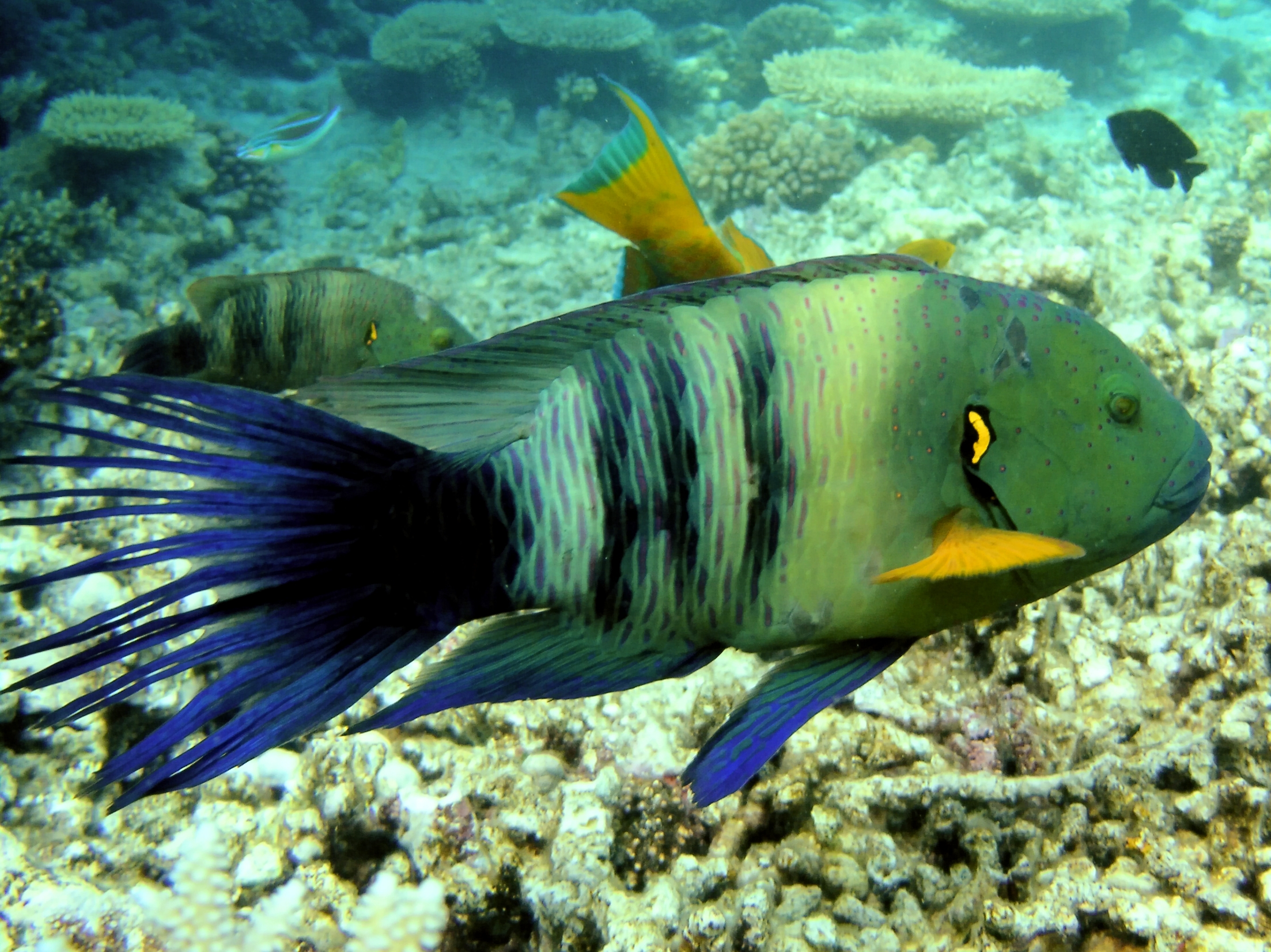 Wrasse Photos
