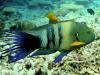 Boomtail wrasse
