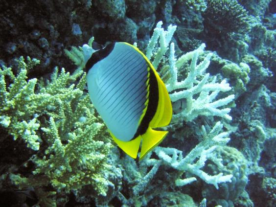 Painted butterflyfish