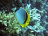 Painted butterflyfish