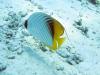 Threadfin butterflyfish
