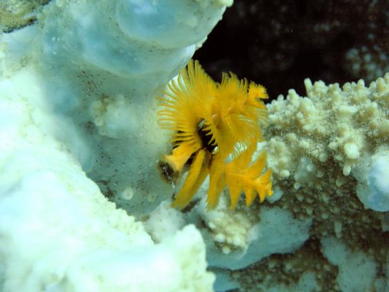 Christmas tree worm