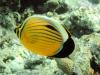 Polyp butterflyfish