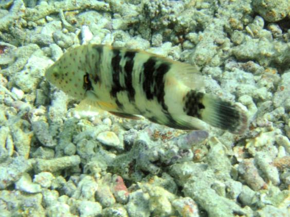 Boomtail wrasse, female