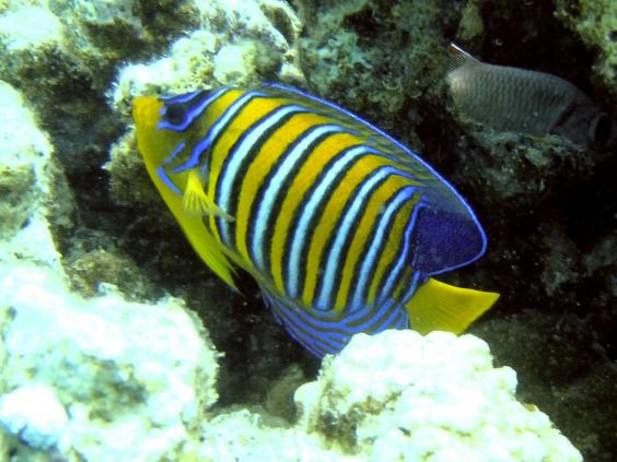 Royal angelfish