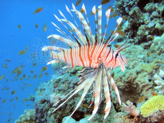 Common lionfish