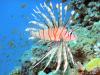 Common lionfish