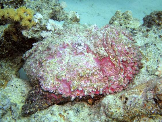 Stonefish