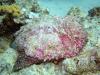 Stonefish