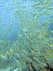 Yellowfin goatfish