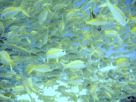 Yellowfin goatfish
