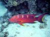 Moon grouper