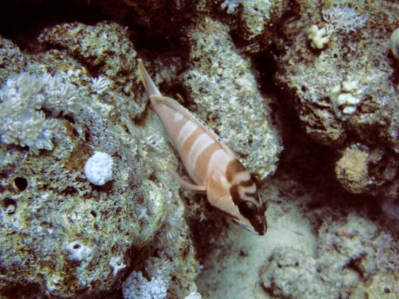 Blacktip grouper