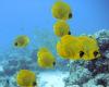 Masked butterflyfish