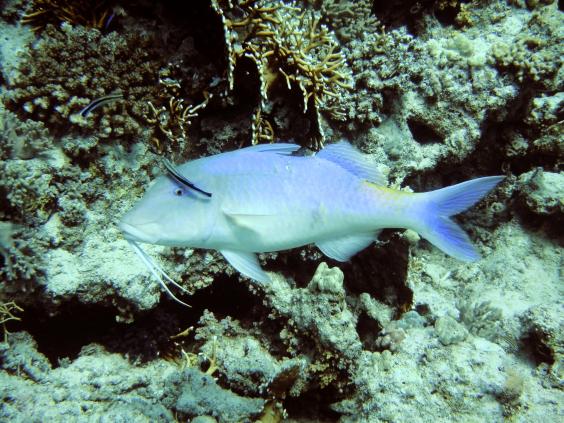Yellowsaddle goatfish