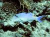 Yellowsaddle goatfish