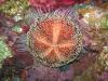 Pin-cushion sea urgin